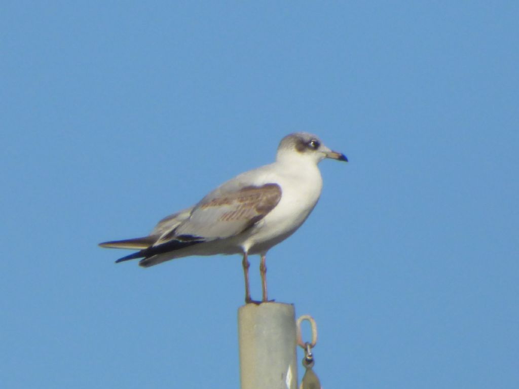 Gabbiano Comune giovane? No, Gabbiano corallino (Larus melanocephalus)